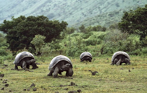 Tortugas galápagos